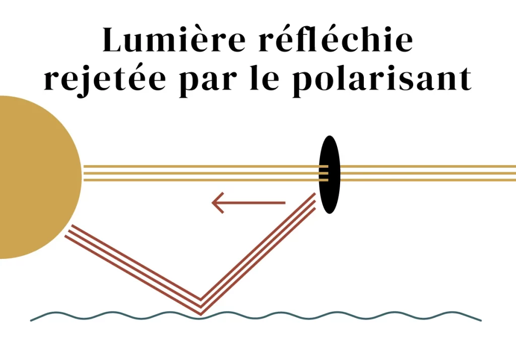 Lumière polarisée