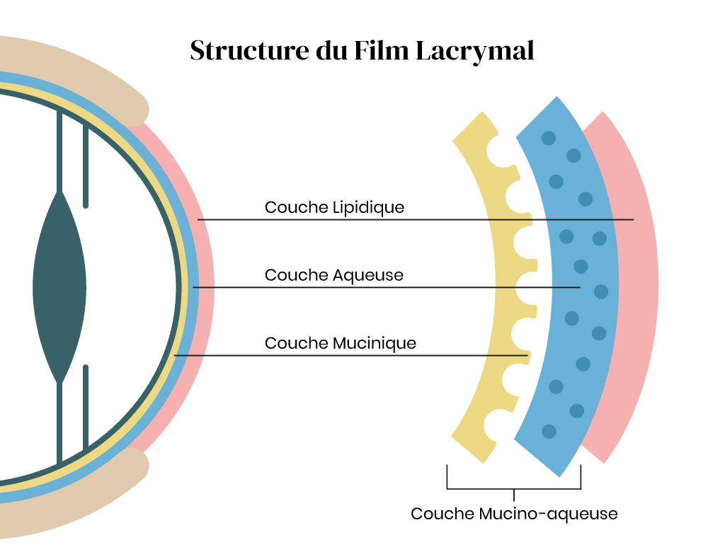 Structure du Film Lacrymal pour comprendre la sécheresse oculaire